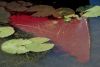 Red019 Canoe2