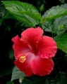 Red020 Flower