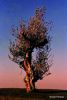 Tree at Sunset NNJ2