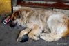 10 Puerto Montt Drunk Dog
