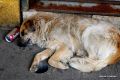10 Puerto Montt Drunk Dog