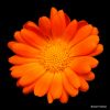 20 Chilean Flower 1