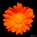 20 Chilean Flower 1