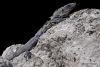 x Lizard At Rest