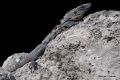 x Lizard At Rest