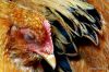 21 Live Chicken Sleeping