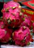 23 Dragon Fruit
