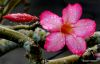 34 Hoi An Flower in the Rain