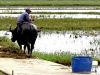 36 Water Buffalo
