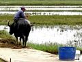 36 Water Buffalo