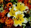 5 HCM 5 Flowers for Sale at the Than Market