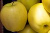 FF 001 Apples