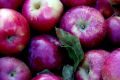 FF 002 Apples