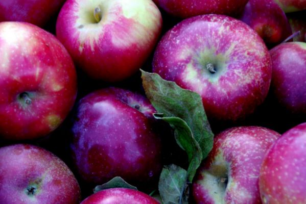 FF 002 Apples