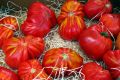 FF 012 Tomatos
