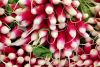 FF 016 Radishes