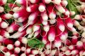 FF 016 Radishes
