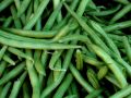FF 018 Beans