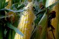 FF 020 Corn