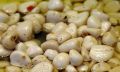 FF 024 Garlic