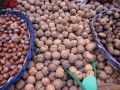 FF 026 Nuts