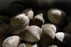 FF 027 Clams
