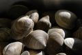 FF 027 Clams
