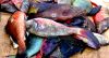 FF 028 Parrot Fish