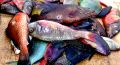FF 028 Parrot Fish