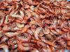 FF 029 Shrimp