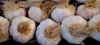 FF 23 Garlic