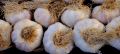 FF 23 Garlic