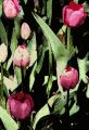 Floral 002