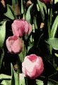 Floral 003