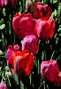 Floral 005