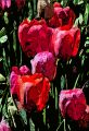 Floral 005