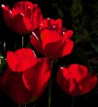 Floral 006
