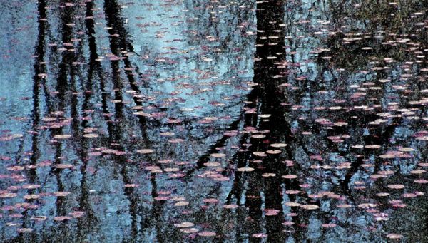 Landscape 001