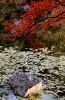 Landscape 006
