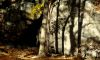 Landscape 008