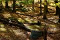 Landscape 015