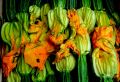 10 Zucchini  Rome