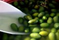 11 Olives  Rome
