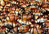 13 Poppy Rolls Jerusalem
