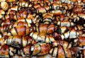 13 Poppy Rolls Jerusalem