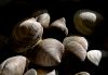 16 Clams