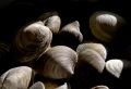16 Clams