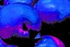3 Apples in Blue