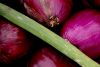7 Red Onions