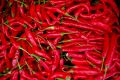 8 Red Peppers  Tel Aviv